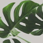 monstera leafs