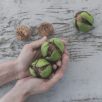 walnuts in a palm