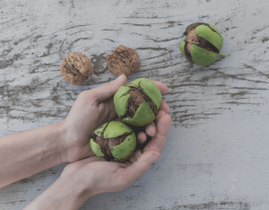 walnuts in a palm